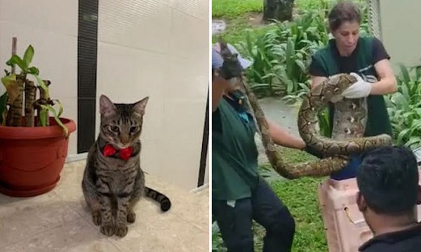 Singapore. Pitone ingoia un gatto soriano di 3 anni dal peso di 6 kg. Il  dolore della proprietaria - Agenpress
