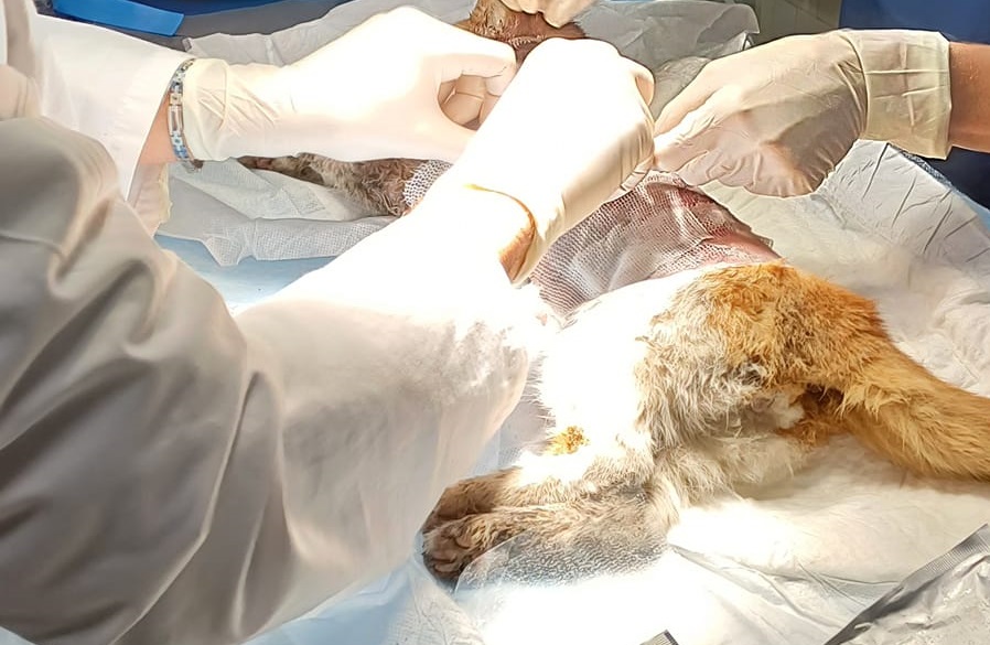 L'autopsia sul gatto Leone conferma l'orrore: Scuoiato da mano umana